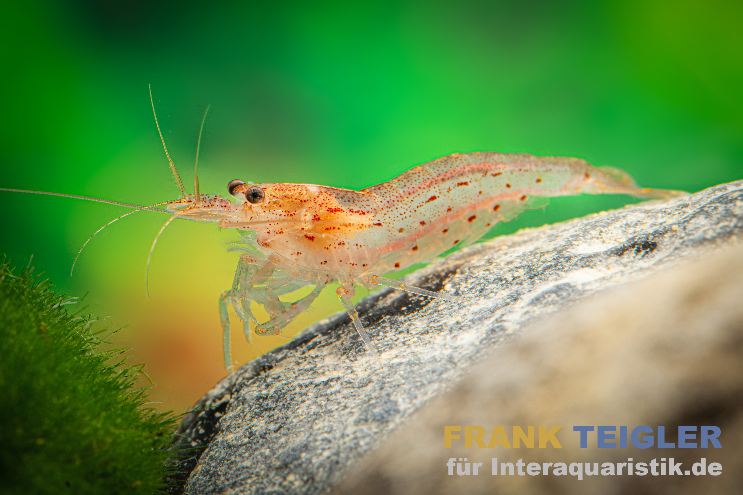 Orange Amanogarnele, Caridina multidentata "Orange"
